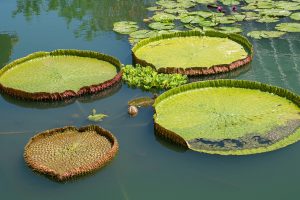 Best Lotus365 Review India Review 2026: Bonus, App, Withdrawal Tested